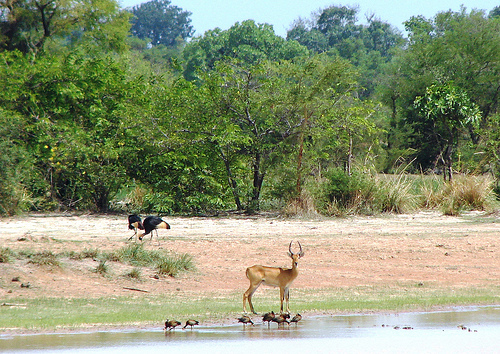 Pendjari National Park